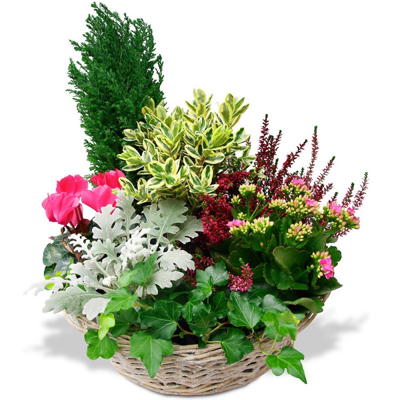 FUNÉRAL PLANT CUTTINGS LYON - EN SOUVENIR FUNÉRAL PLANT CUTTINGS LYON - EN SOUVENIR
