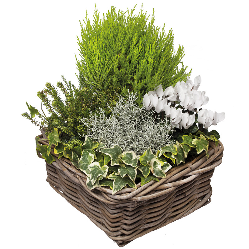 FUNÉRAL PLANT CUTTINGS PLÉNITUDE FUNÉRAL PLANT CUTTINGS PLÉNITUDE