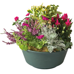 FUNÉRAL PLANT CUTTINGS DOUCE PENSÉE
