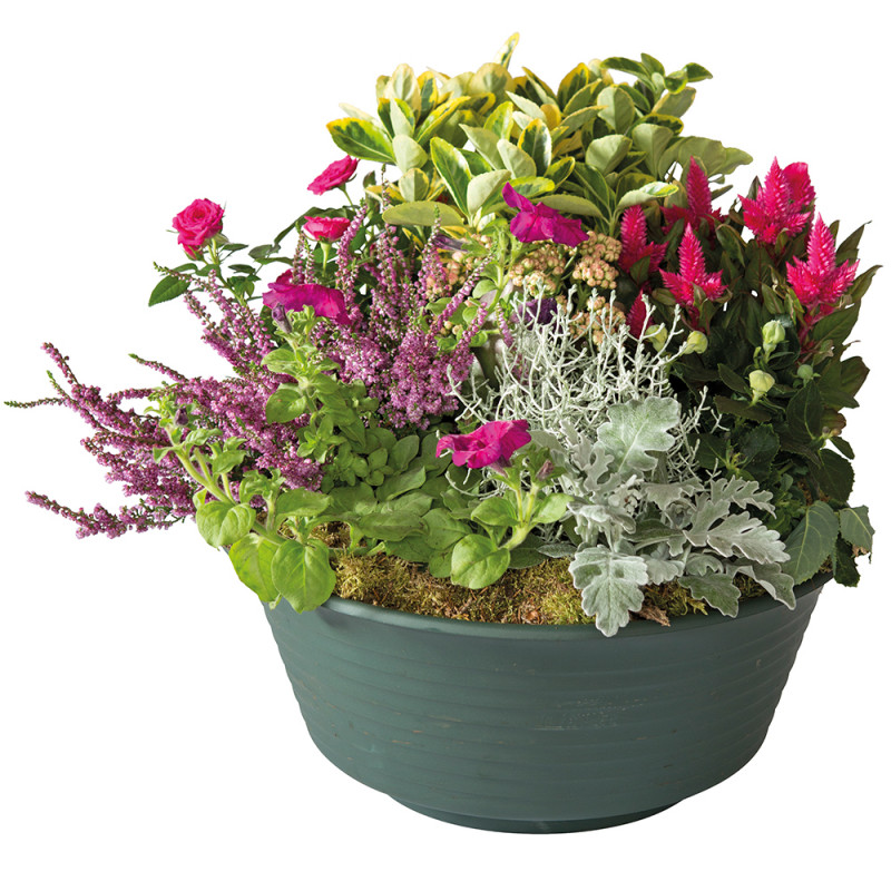 FUNÉRAL PLANT CUTTINGS DOUCE PENSÉE FUNÉRAL PLANT CUTTINGS DOUCE PENSÉE